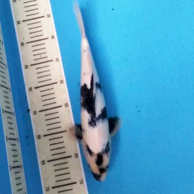 Siro 35 cm male