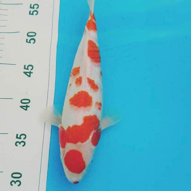 MARUTEN KOHAKU MONTOK