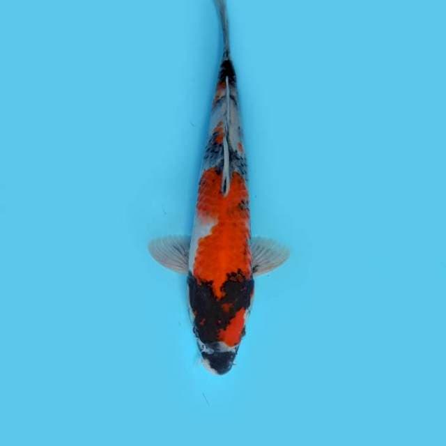 ND SHOWA GUMARANG 27cm