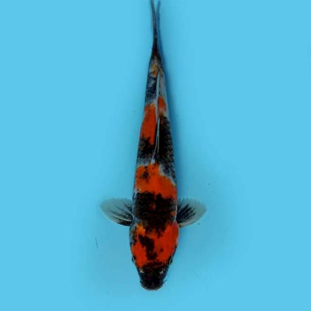 ND SHOWA CORVUS 26cm