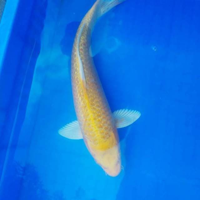 Si kuning ginrin