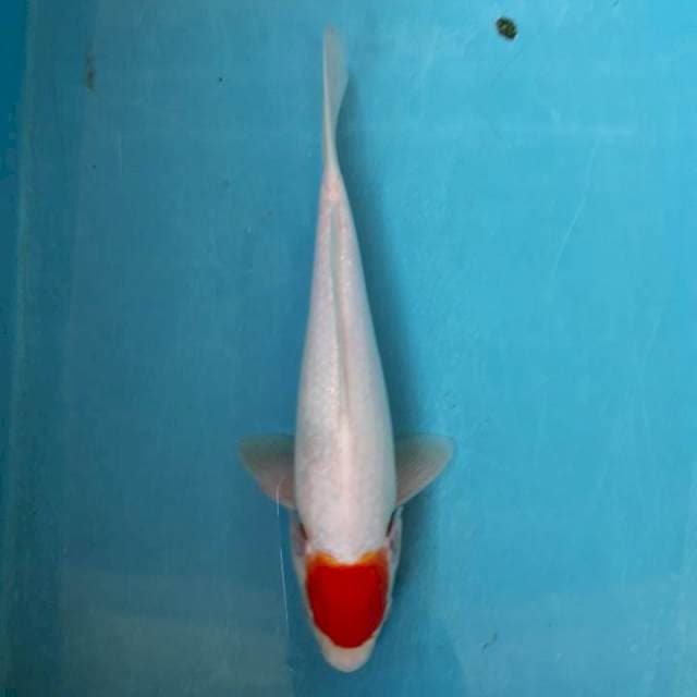Tanco kohaku