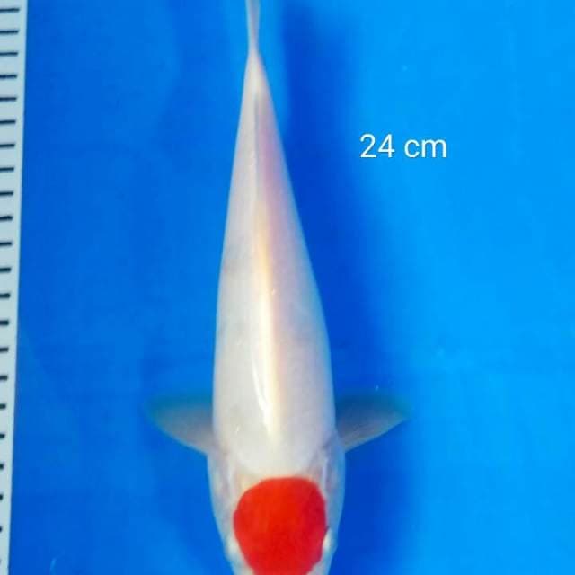 Tanco kohaku
