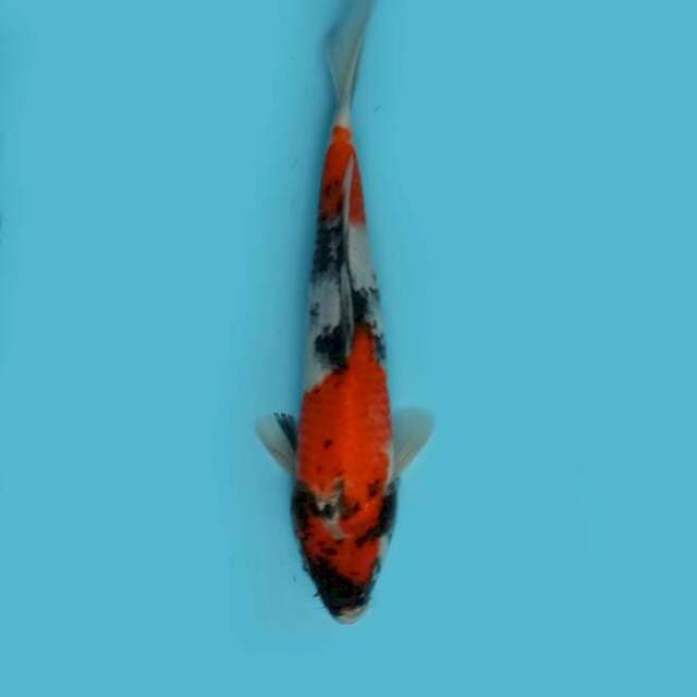 F1 Showa 26cm