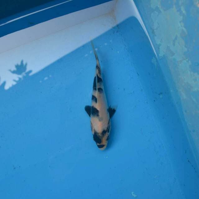 Tategoi Shiro F1