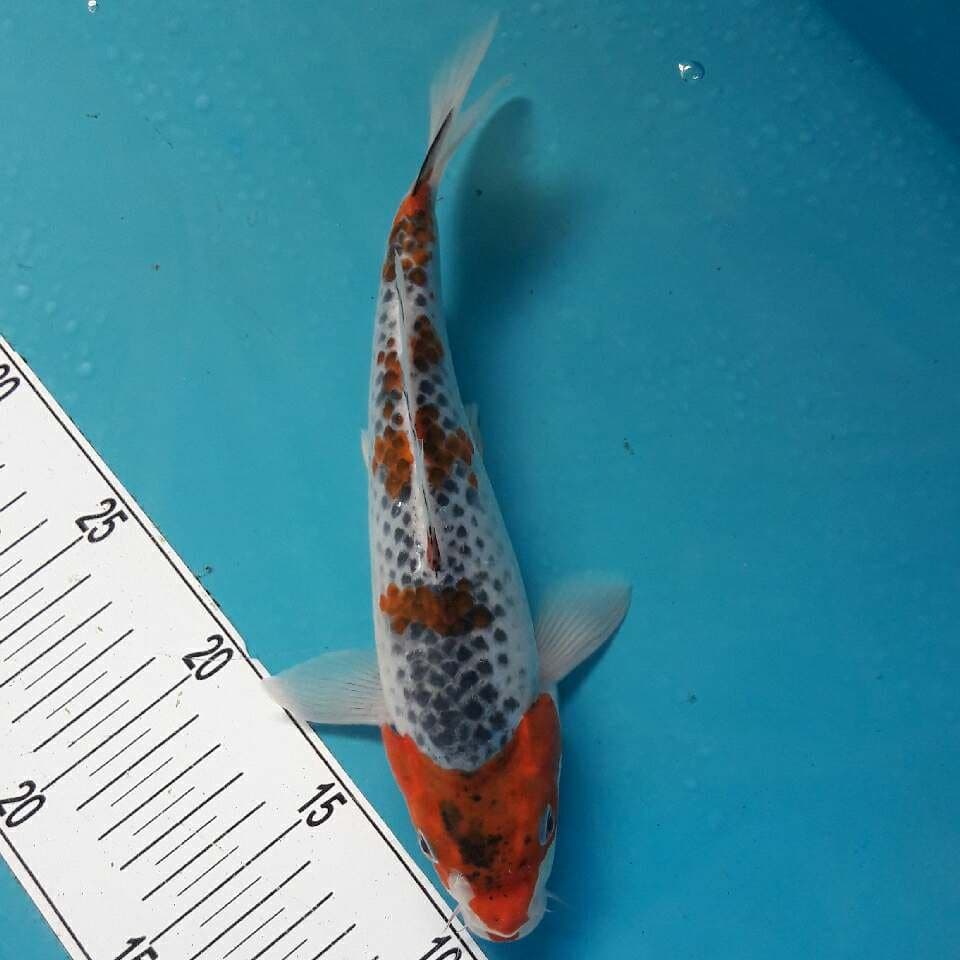 GOSHIKI MALE