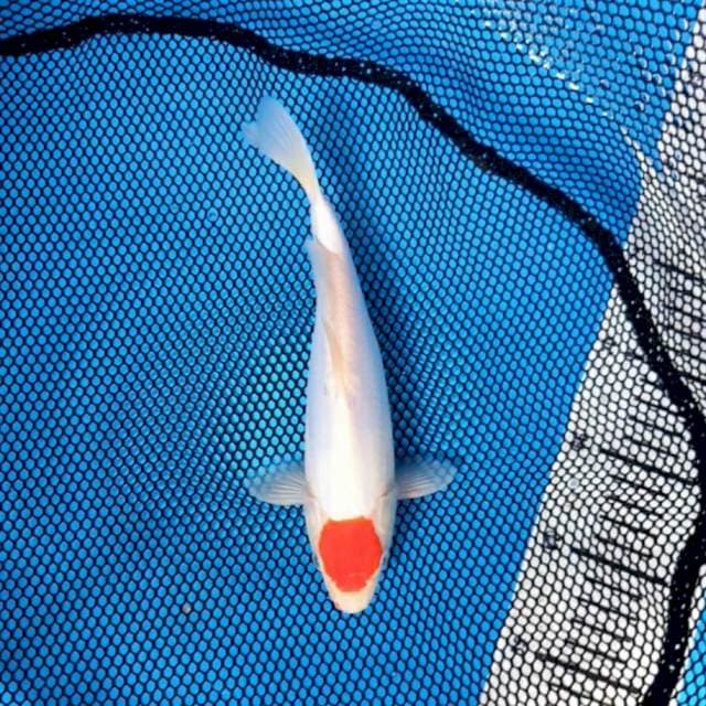Tanco Kohaku original
