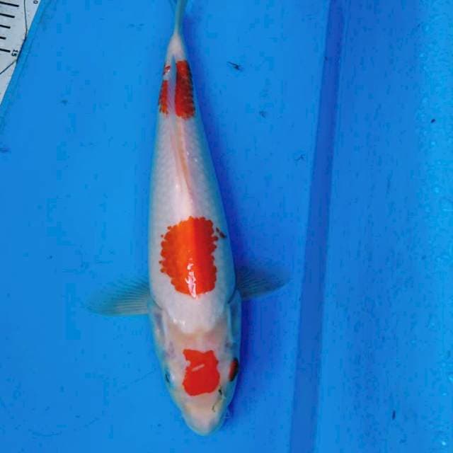 SEDERHANA PUNUK