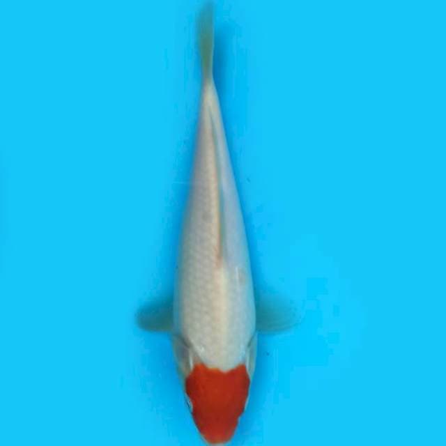 ND TANCH ORI 19CM