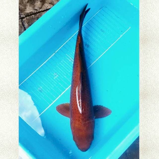 Tembaga 32cm