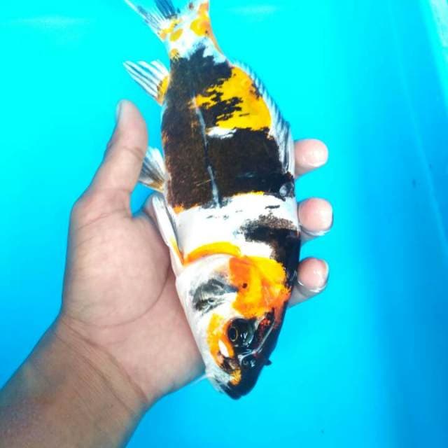 LIMITED - KINSHOWA DOITSU 25 CM