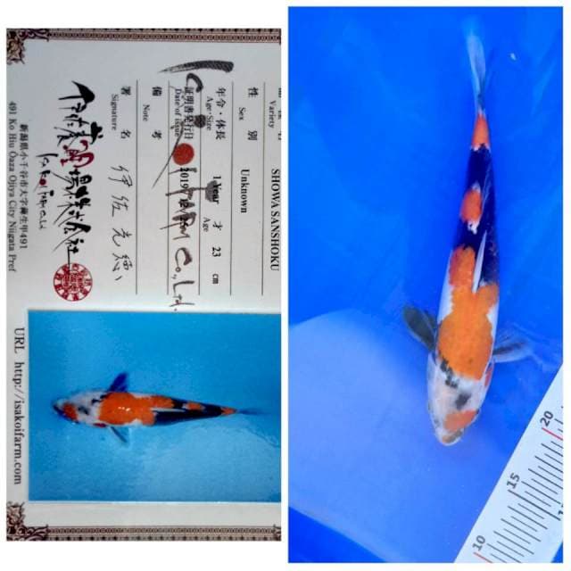 Showa Sanshoku Impor Serti Lengkap