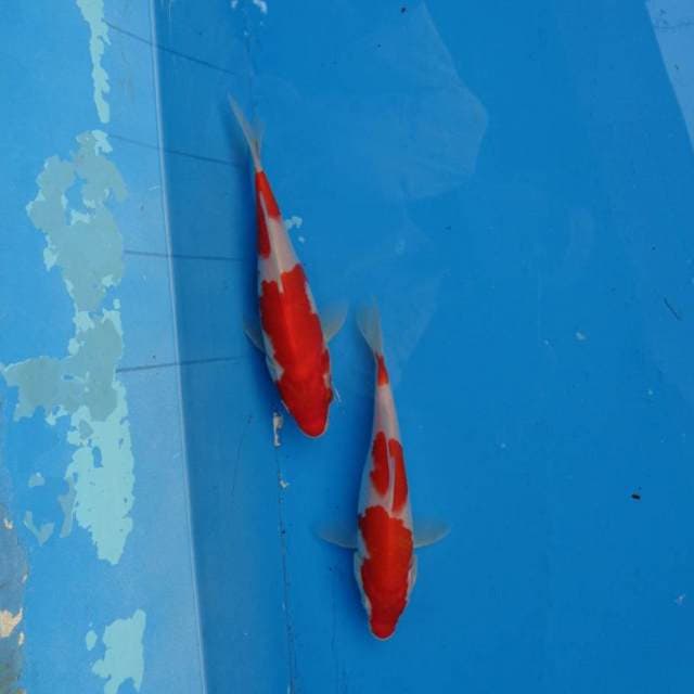 Duo Kohaku Merah F1