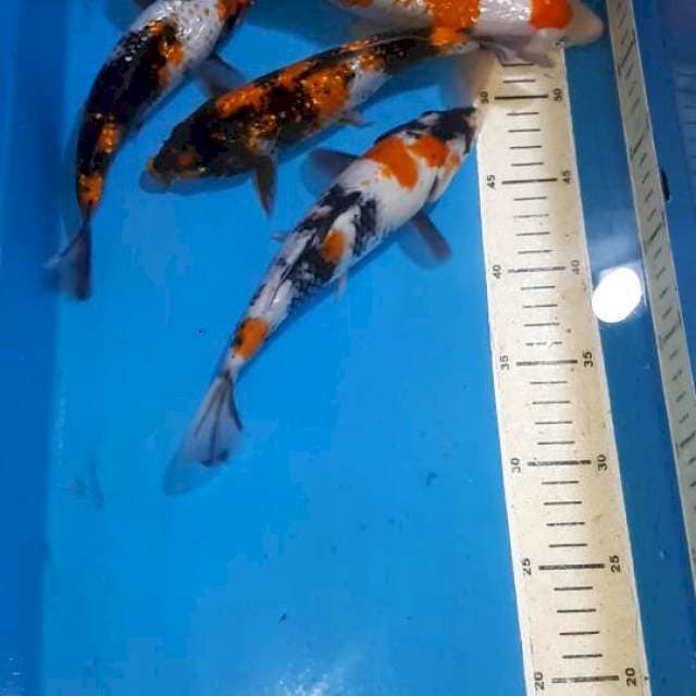 SHOWA&KOHAKU GINDRIN 23-26CM