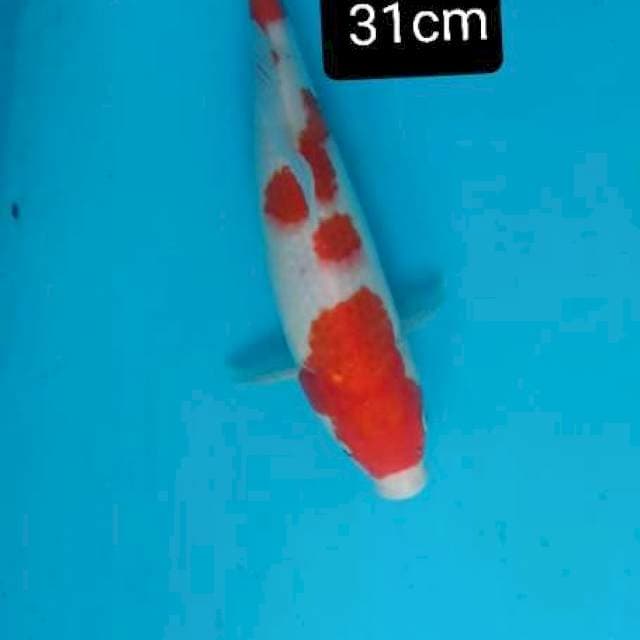 Kohaku juossss