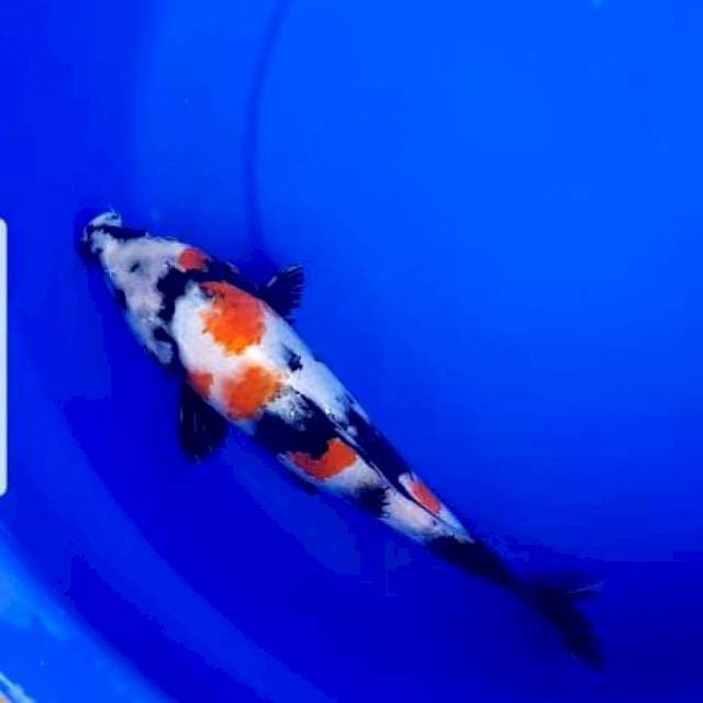 Showa 24 cm