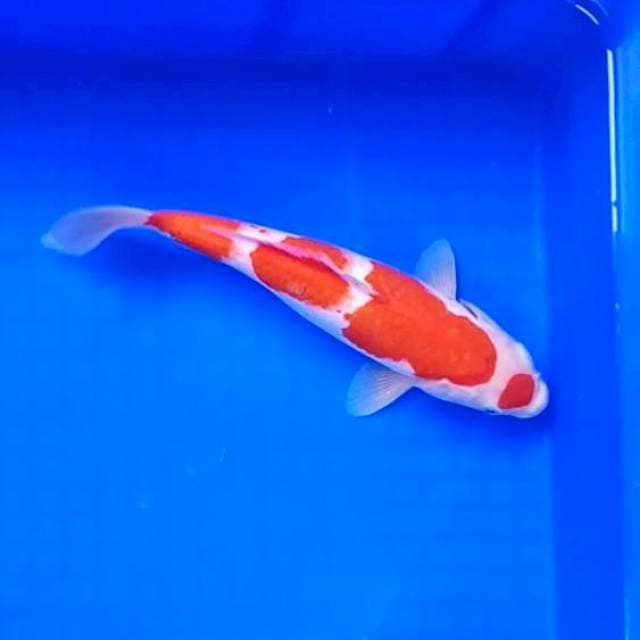 1. Maruten Kohaku Cantik || 26 cm
