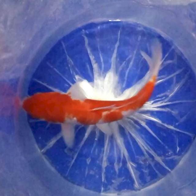 2. Kohaku || 32 cm