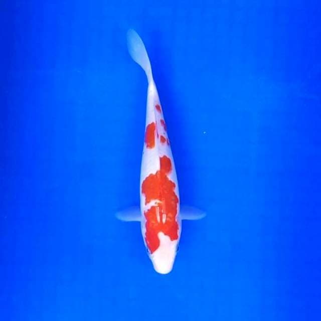 5. Kohaku || 25 cm