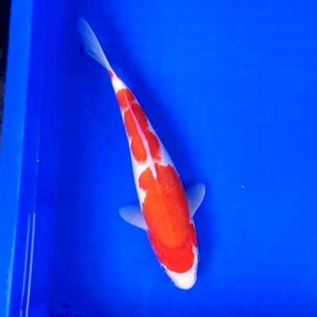 7. Kohaku || 28 cm