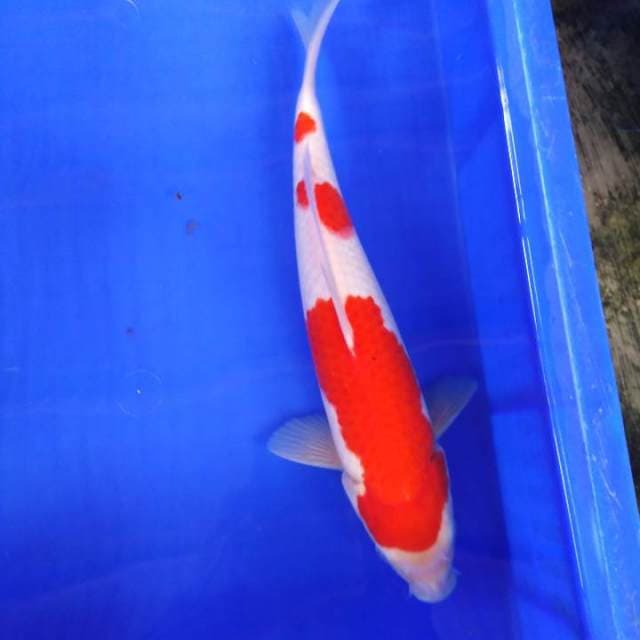 Kohaku