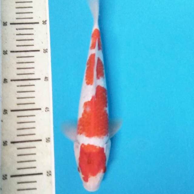 Kohaku 31 cm male