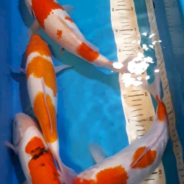 KOHAKU SANKE 30-32 CM