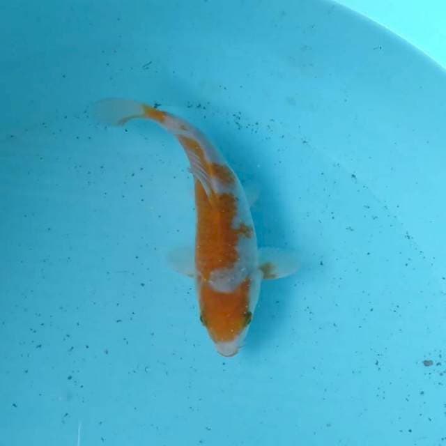 Maruten ochiba 20 cm