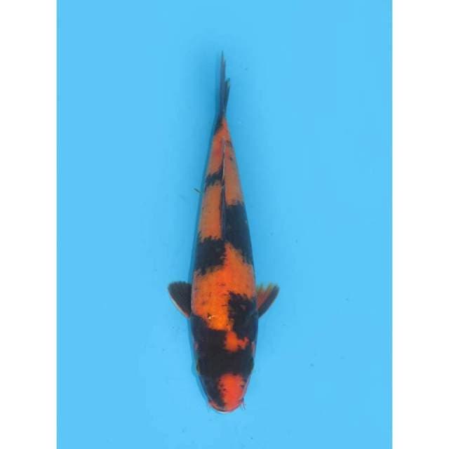 Hi Utsuri F1 - 28cm