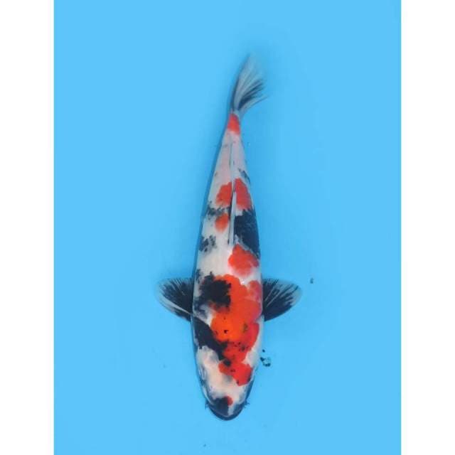 Kindai Showa - 27cm
