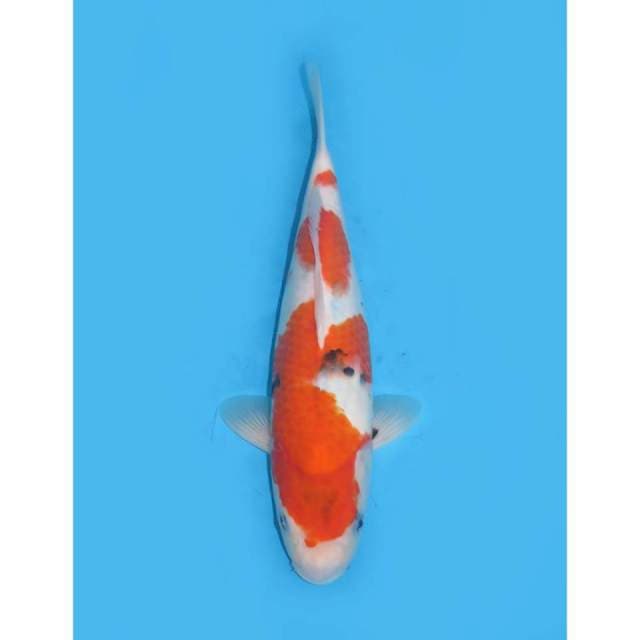 F1 Sanke Jumbo Tosai - 34cm