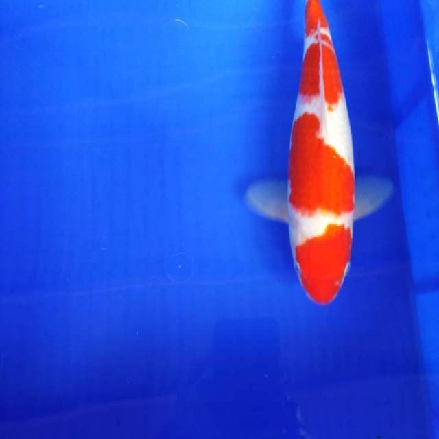 Kohaku