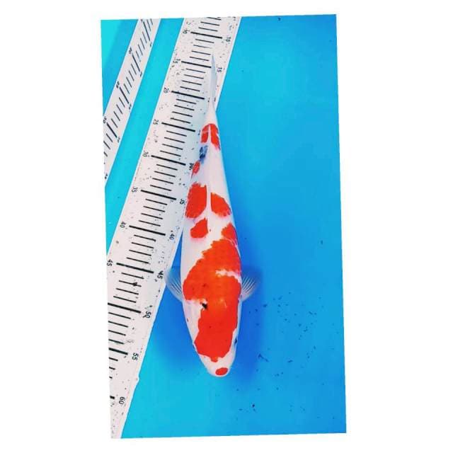 Sanke kucibeni bakat jumbo 39 cm