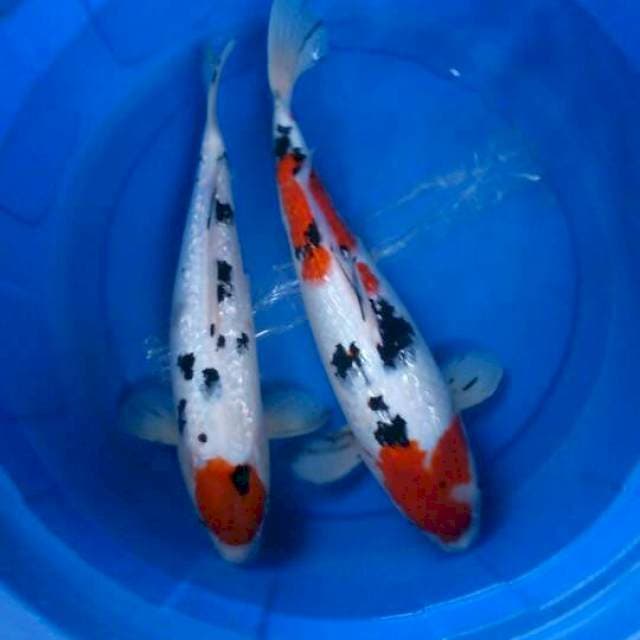 Sk duet sanke