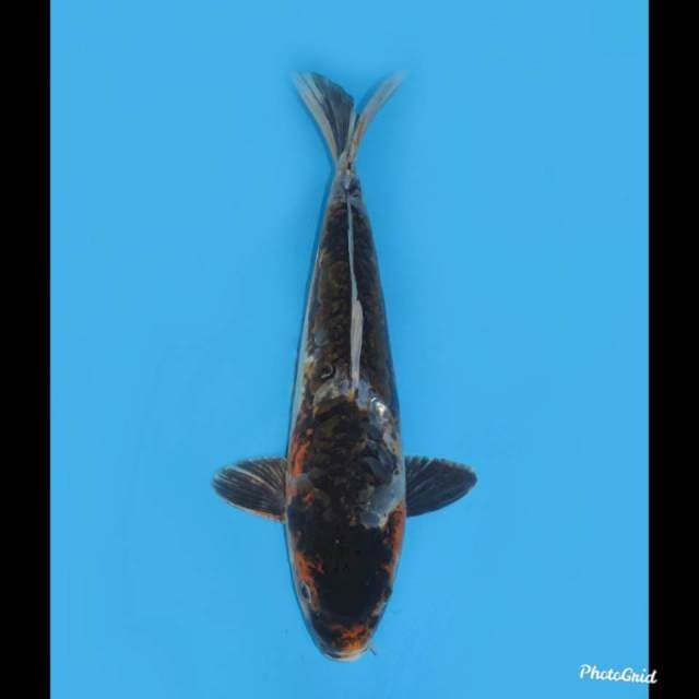 38cm , Tosai Jenis Antik , Male