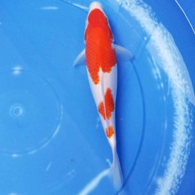 Kohaku