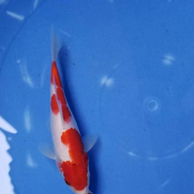 Kohaku