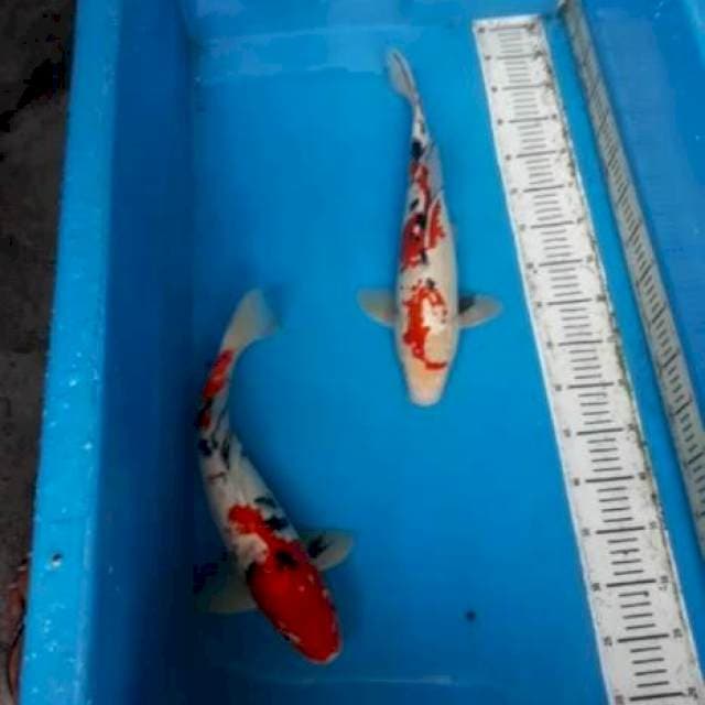 43 n 45cm