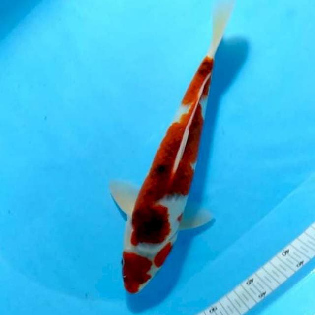 OTWE BUDHO MALE 35 CM