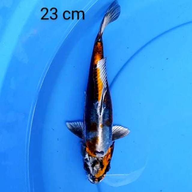 Kiko 23 cm
