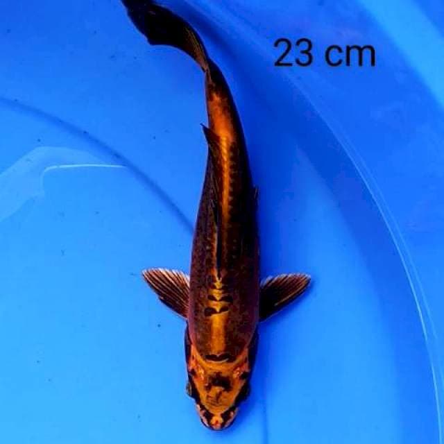 Mizuo 23 cm