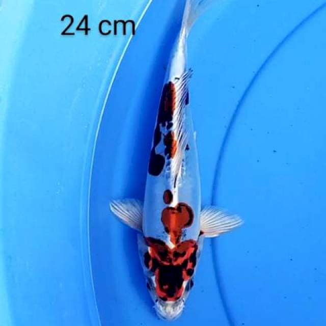 Kiko 24 cm