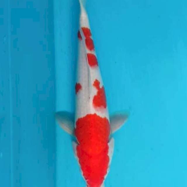 KOHAKU