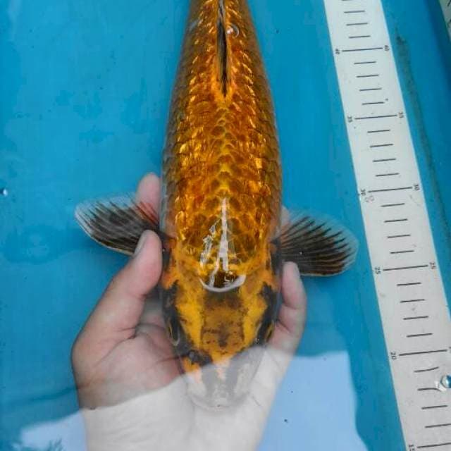 Ginrin Golden Mukashi 40cm