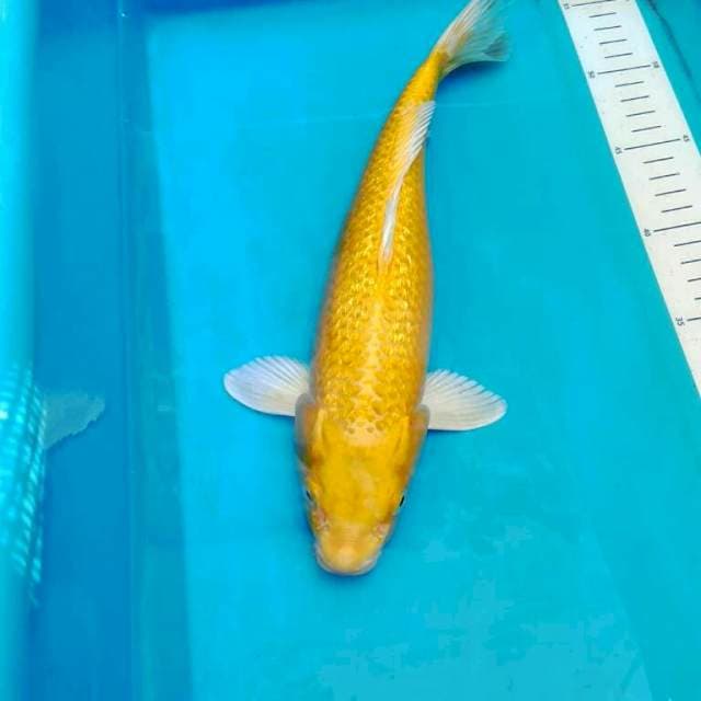 Ginrin Yamabuki Ogon 31cm