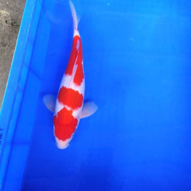 Kohaku