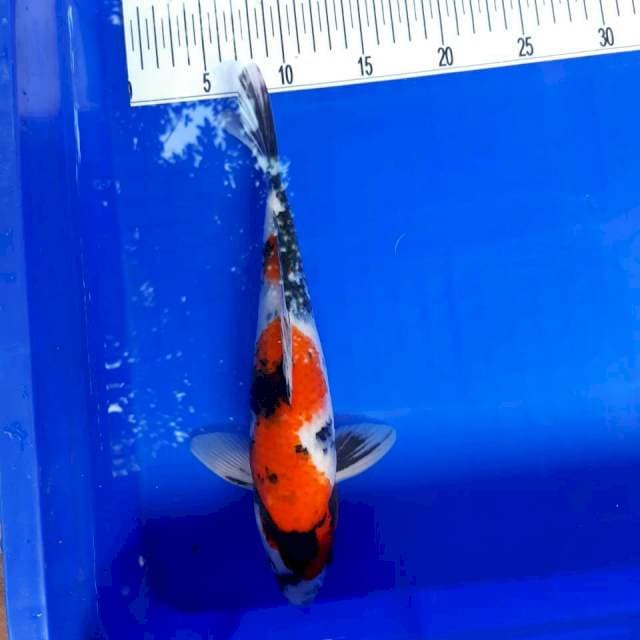 Showa sex male size 30