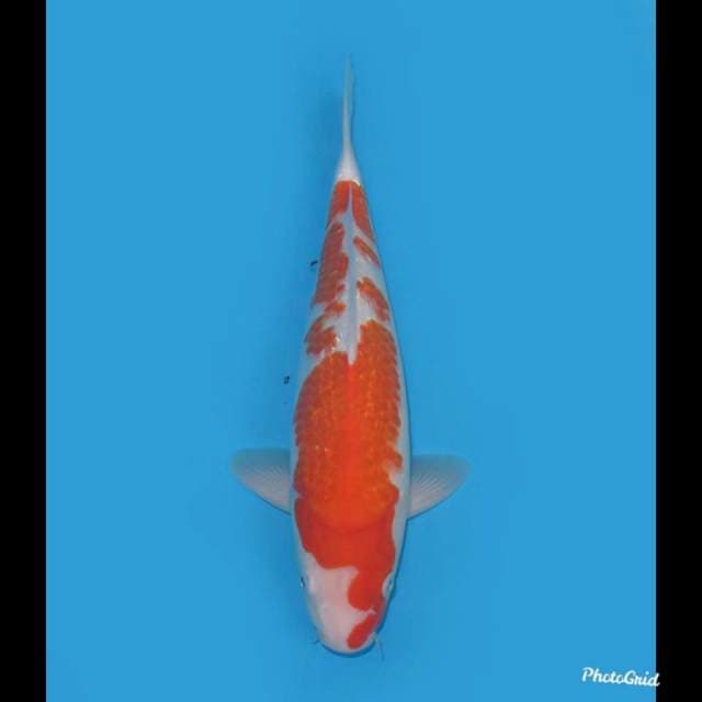 F1 Kohaku Full Ginrin , 37cm