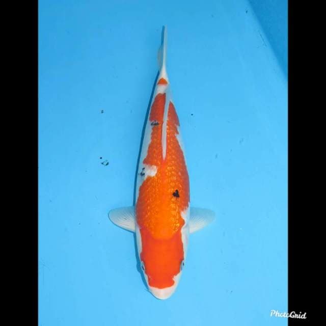 Bulky Sanke Ginrin , 32cm