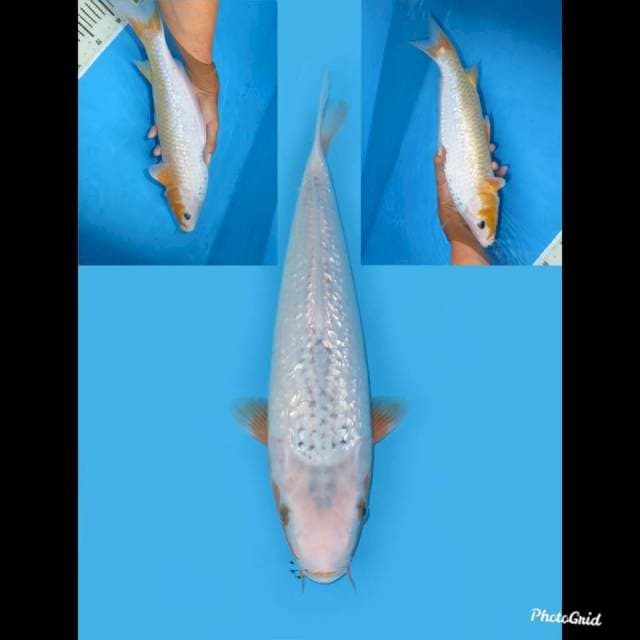 F1 Asagi Ginrin Jumbo , 37cm